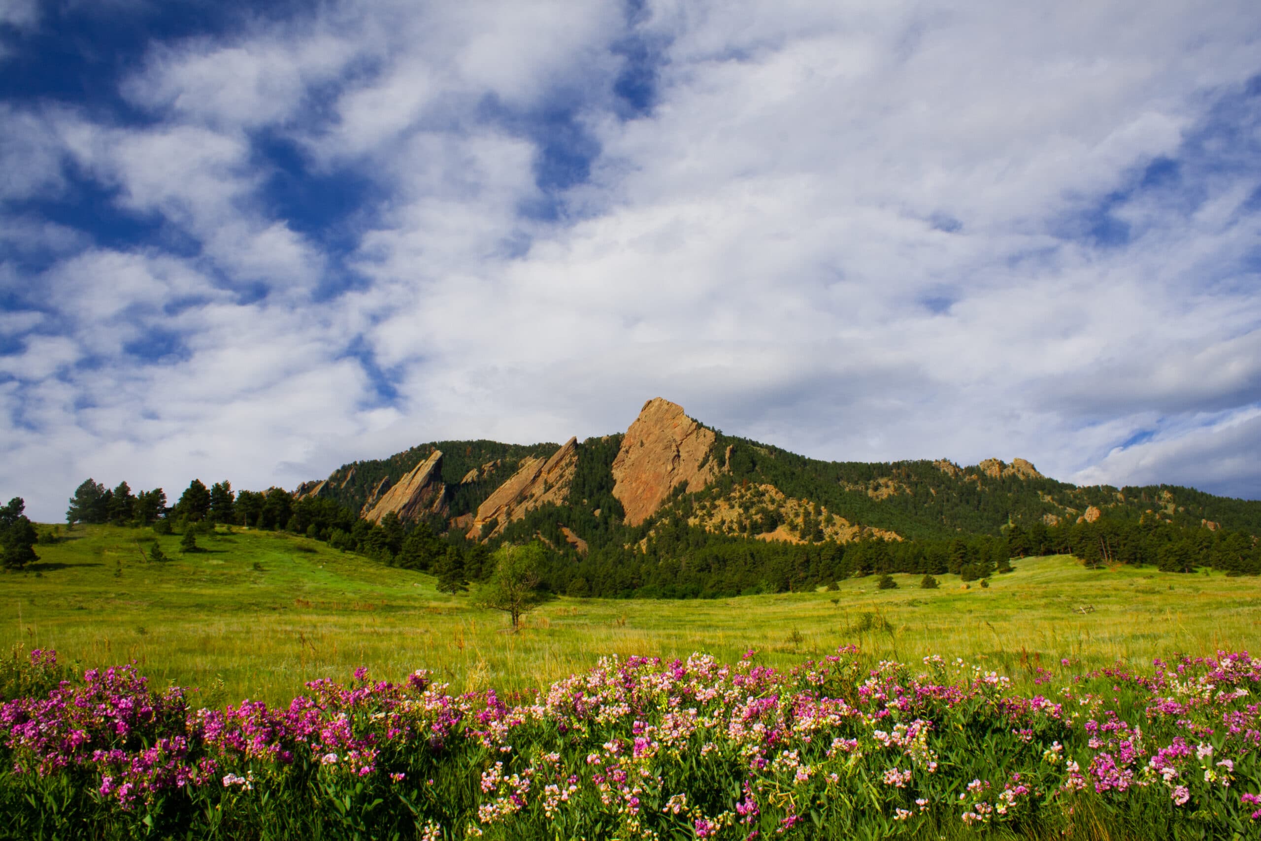 A summer morning in Boulder, Colorado with the Flatirons in the background and a bunch of purple and pink flowers in the foreground.