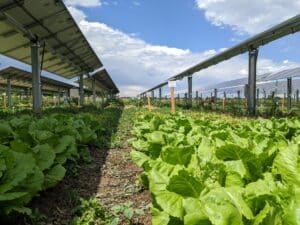 Lettuce growing under solar panels