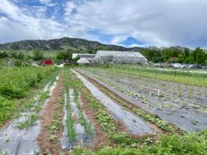 farm, rows of growing crops